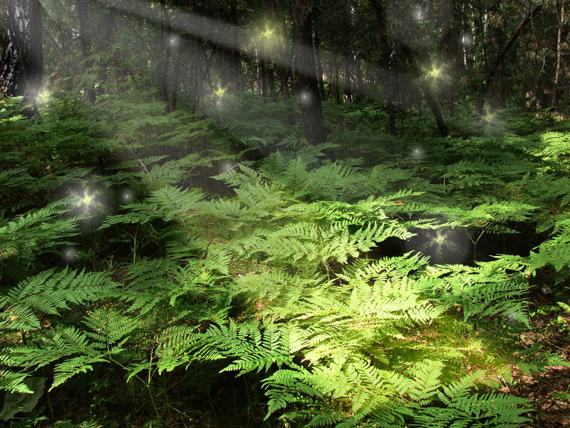 Лесная сказка