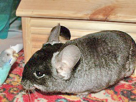 Прикреплённый файл