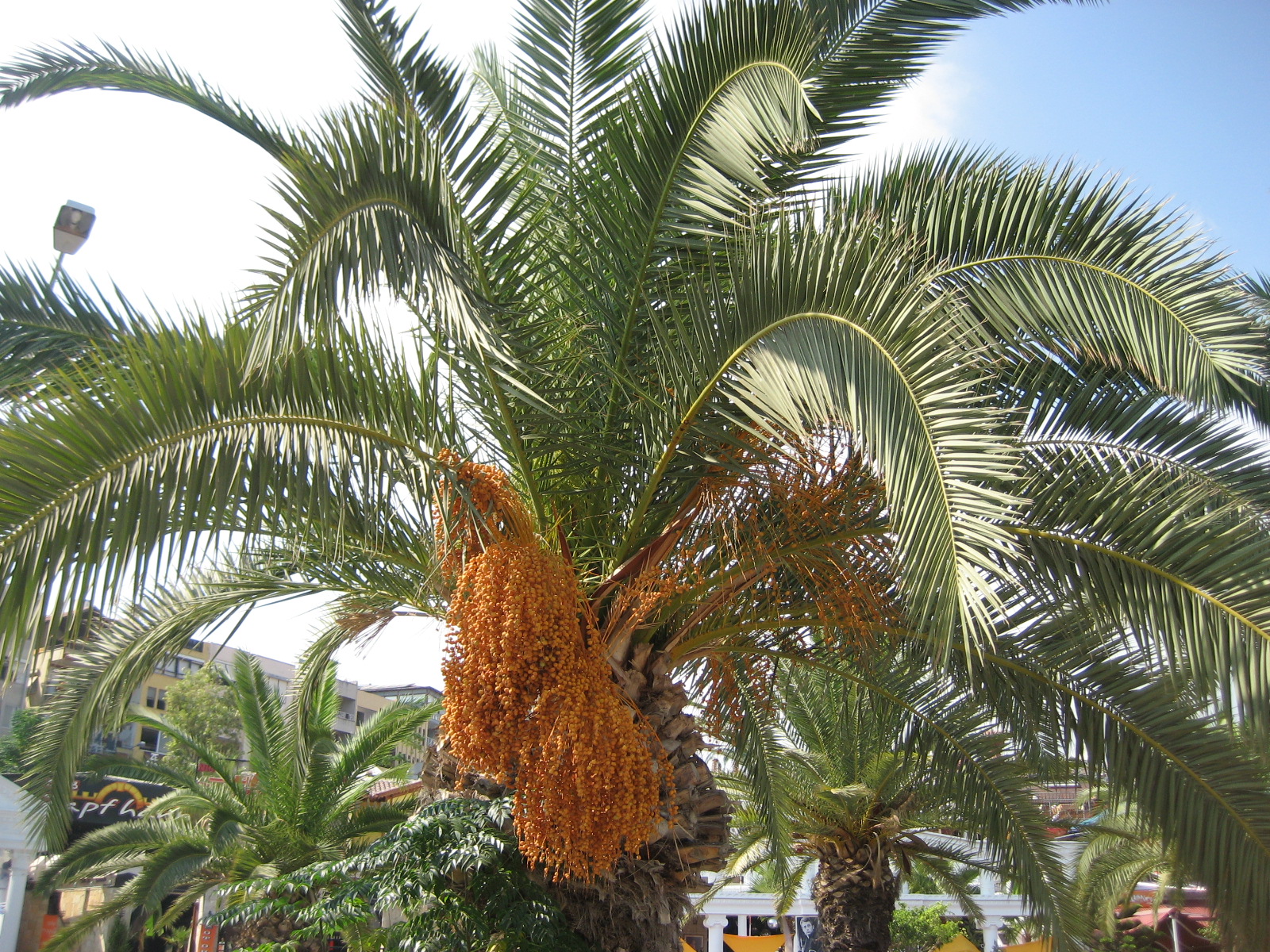 Пальмовый цвет