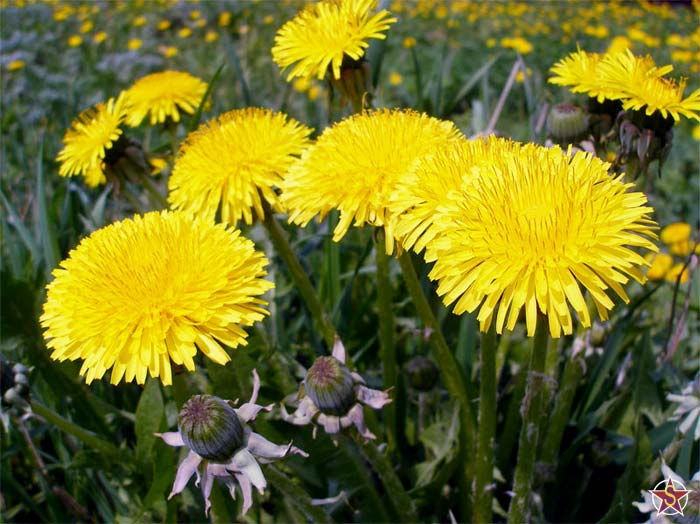 Dandelions