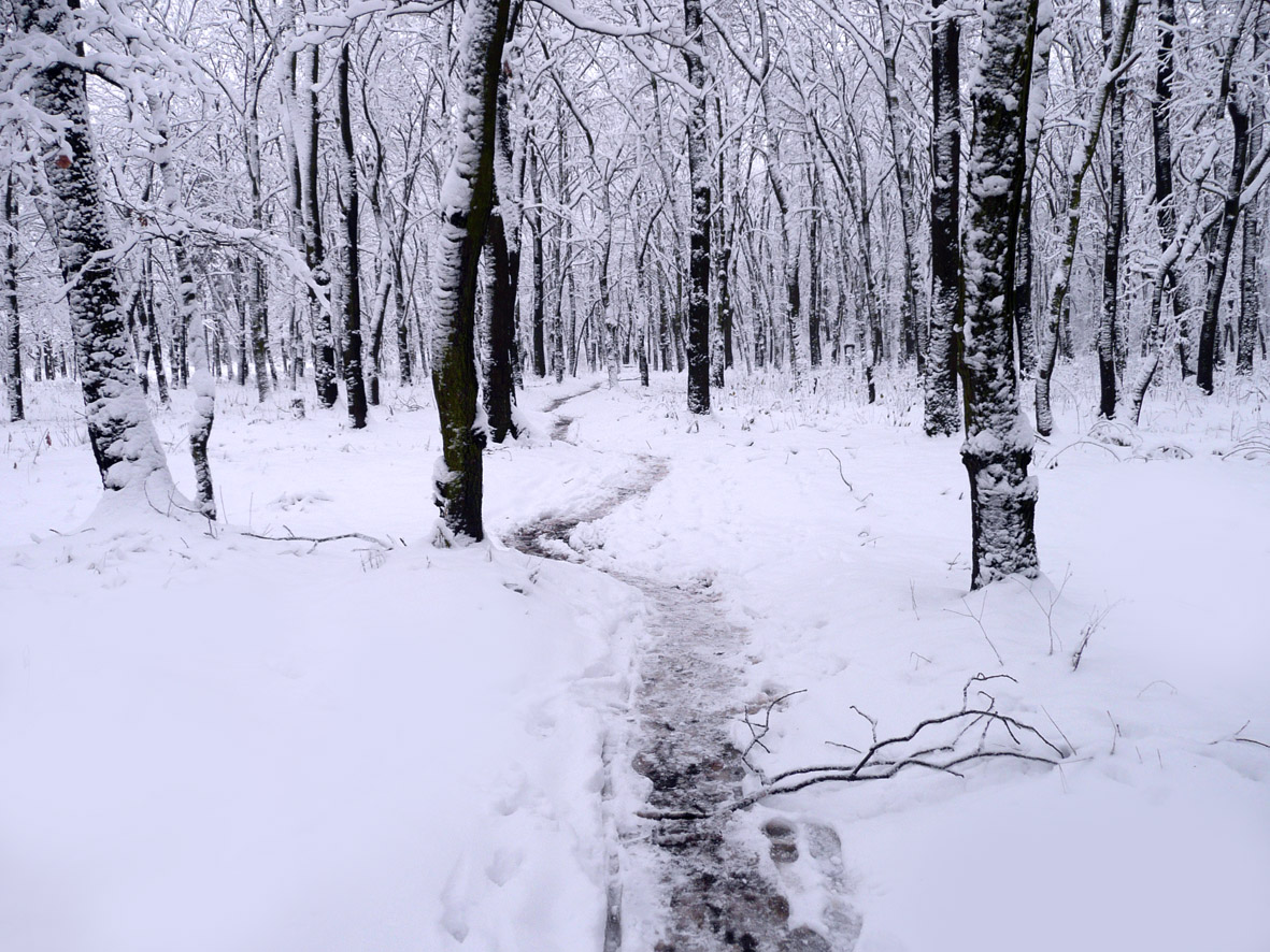 a beautiful woman is the winter