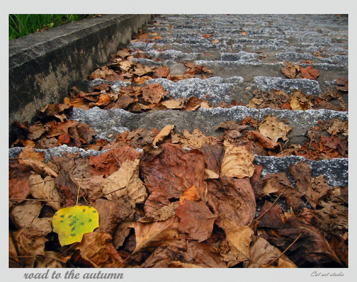 Road to Autumn