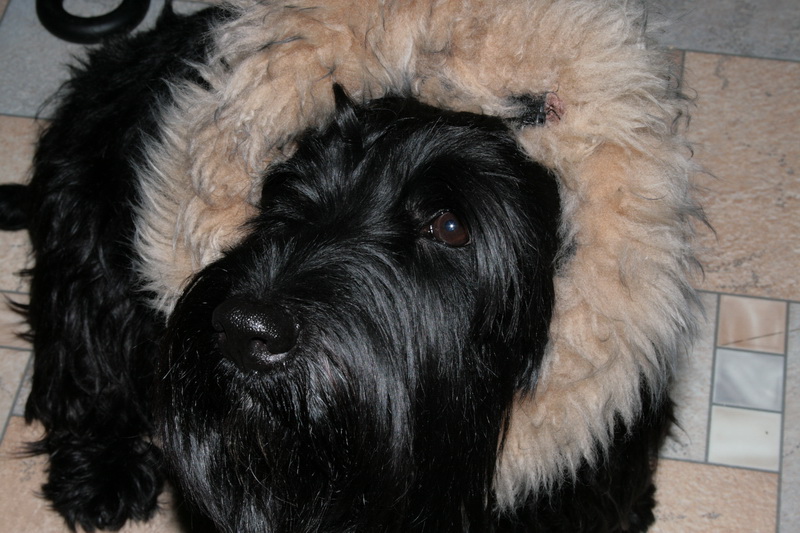 Любимая собака