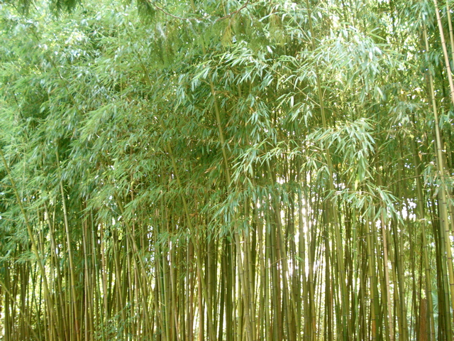 Бамбуковая роща