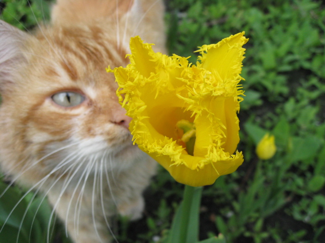 Прикреплённый файл