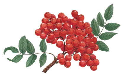 рисунок для календаря