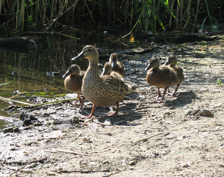 Дружное семейство