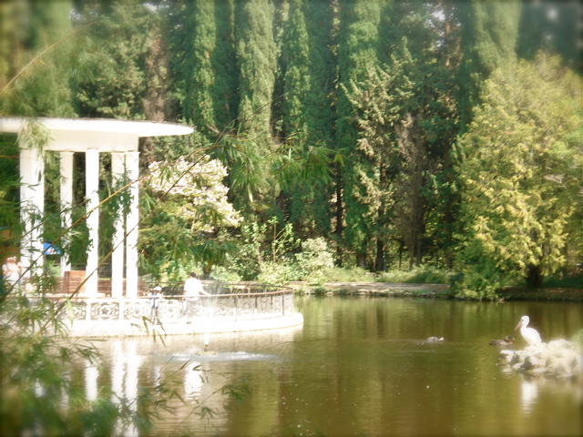 Сад. Пруд. Пеликан (Дендрарий)