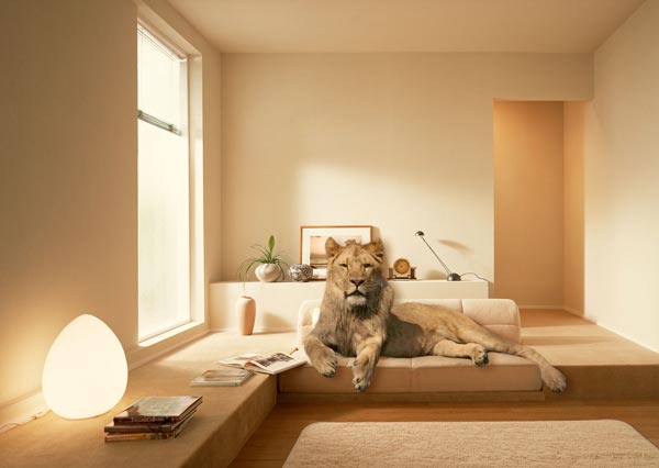 Отдыхает киса.