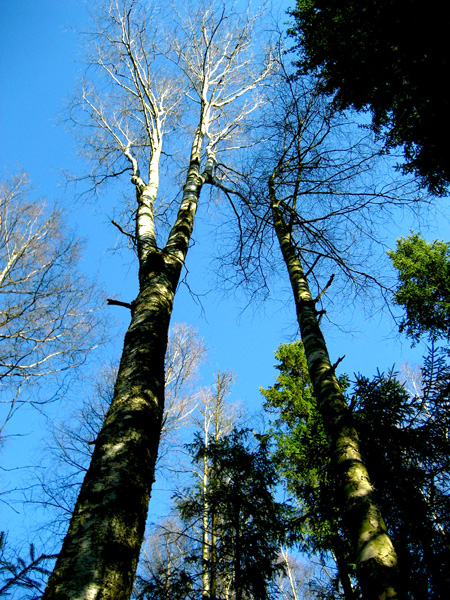 Стремиться к солнцу