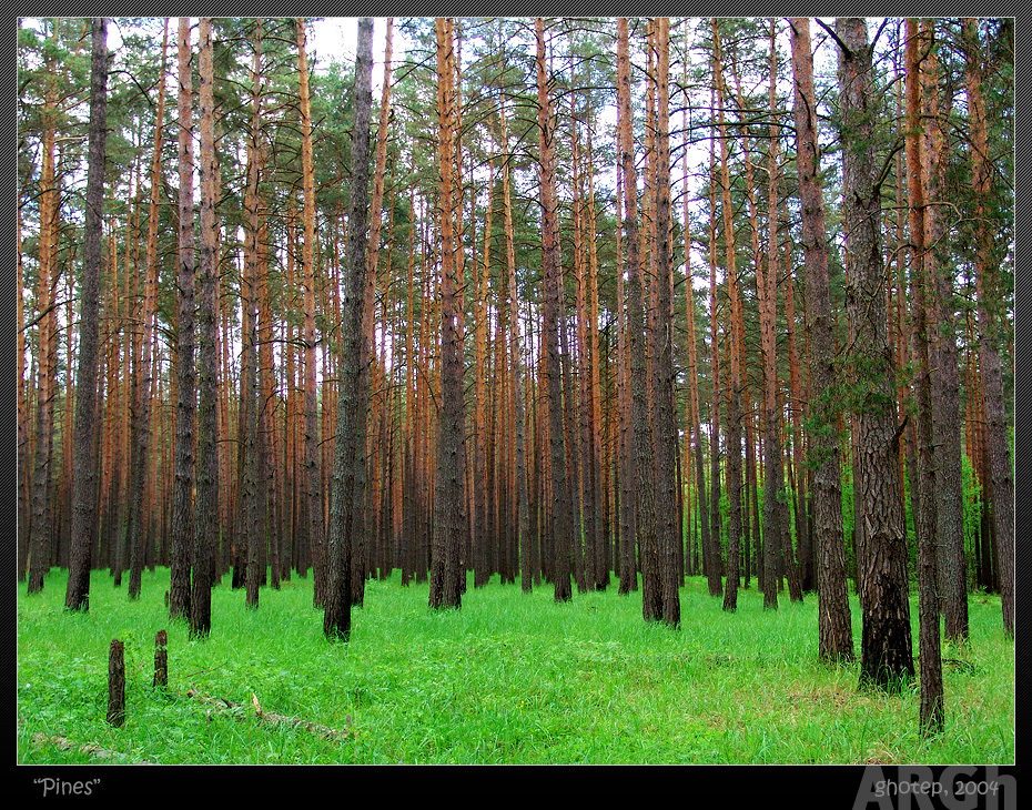 «Pines»