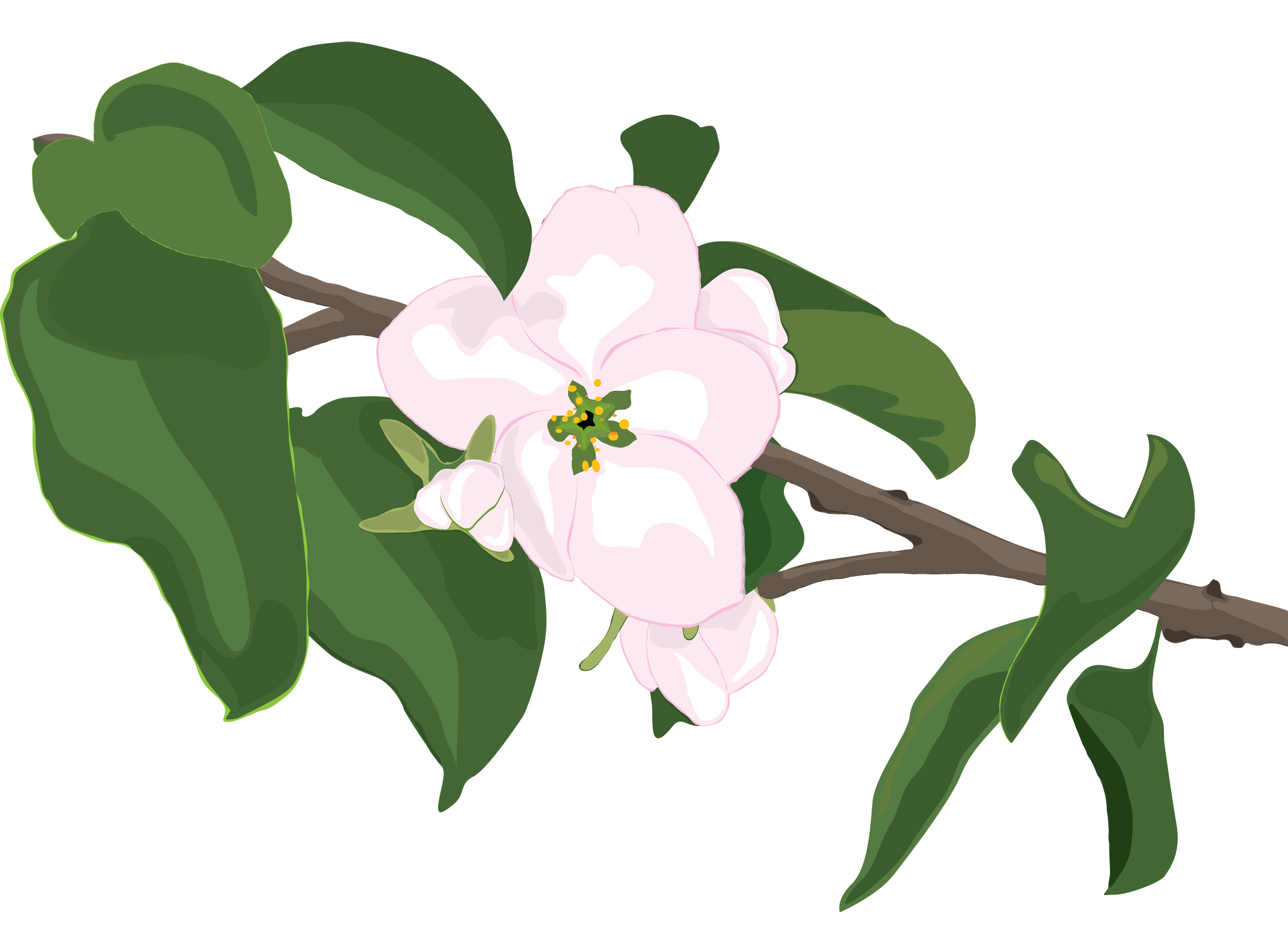 Ветвь яблони