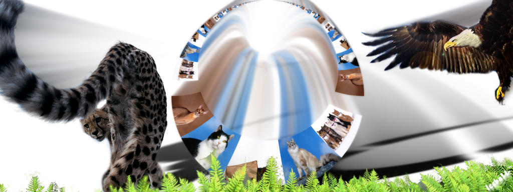 "В мире животных":)