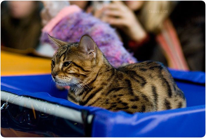 Экспокот 2008