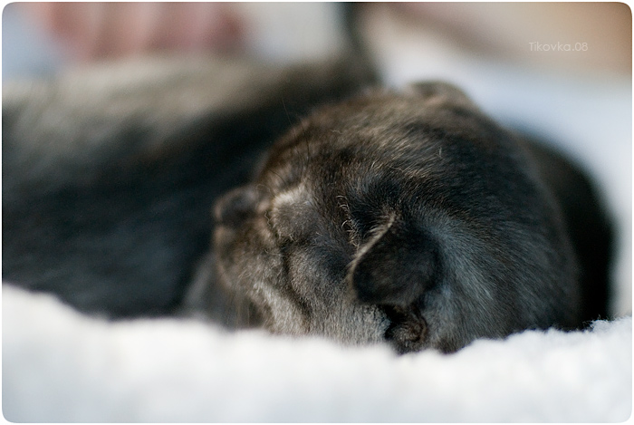 Экспокот 2008