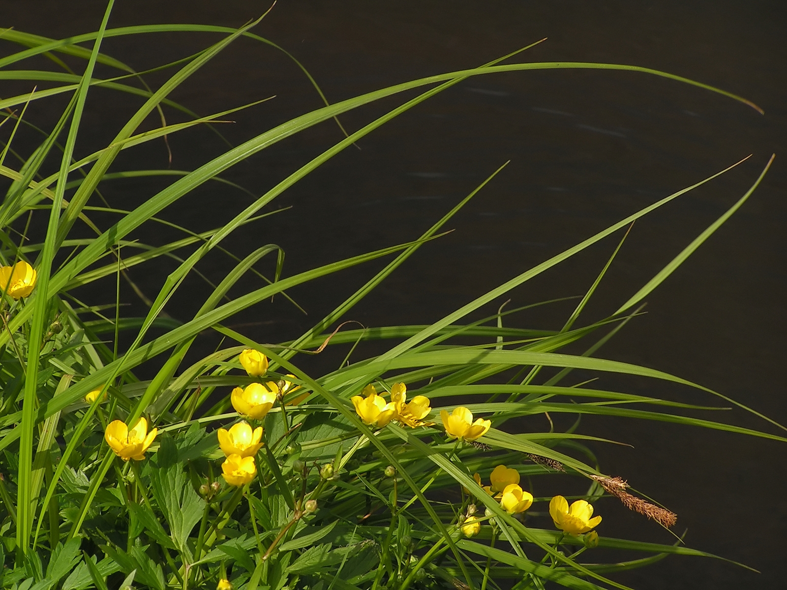 Цветы на воде