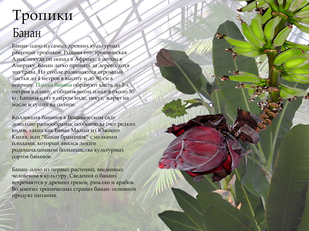 презентация "тропики на Неве"