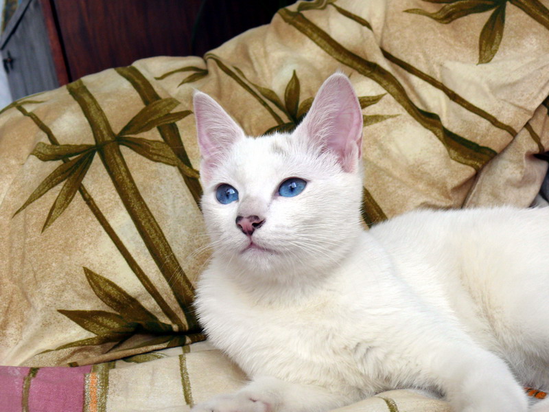 Кошки