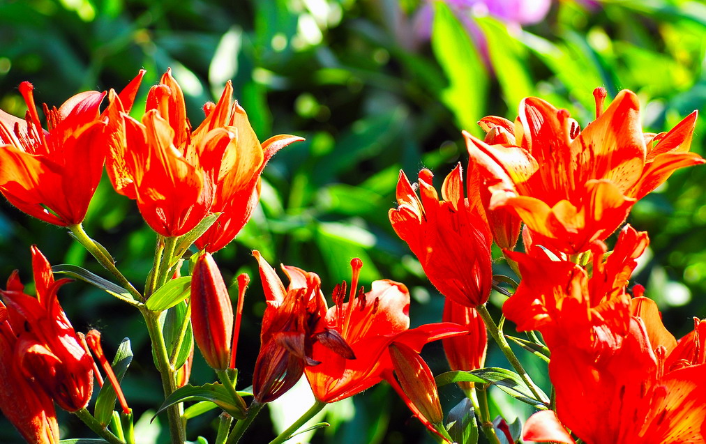 Царские кудри