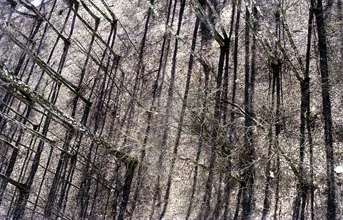 Фотоэтюды "Вид из окна спальни"