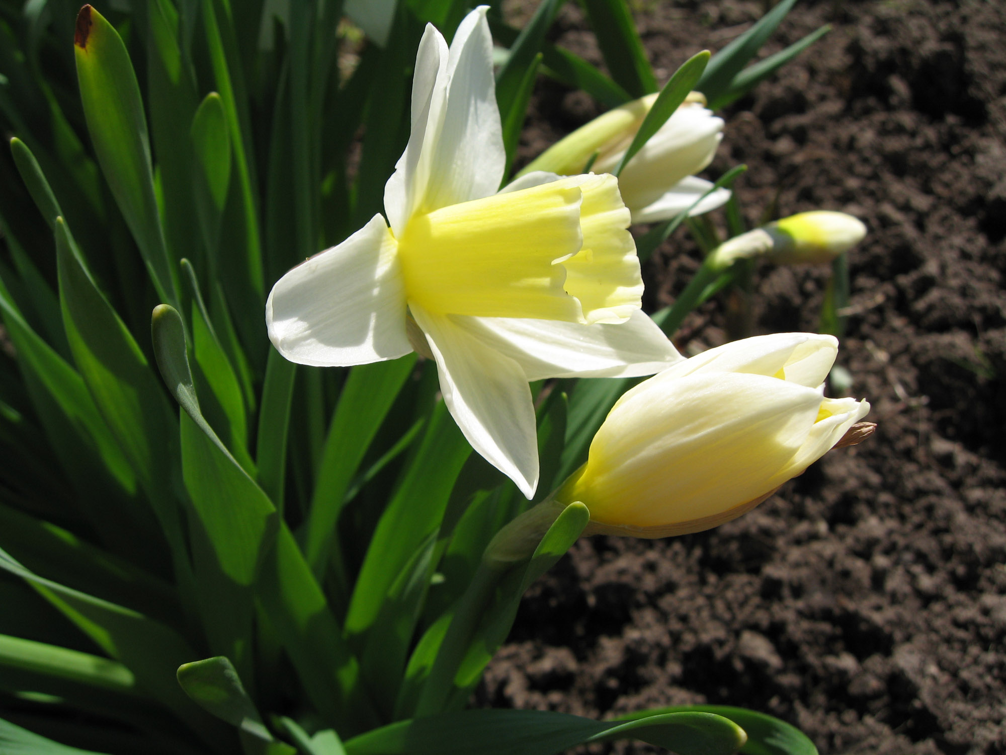 солнечная весна...