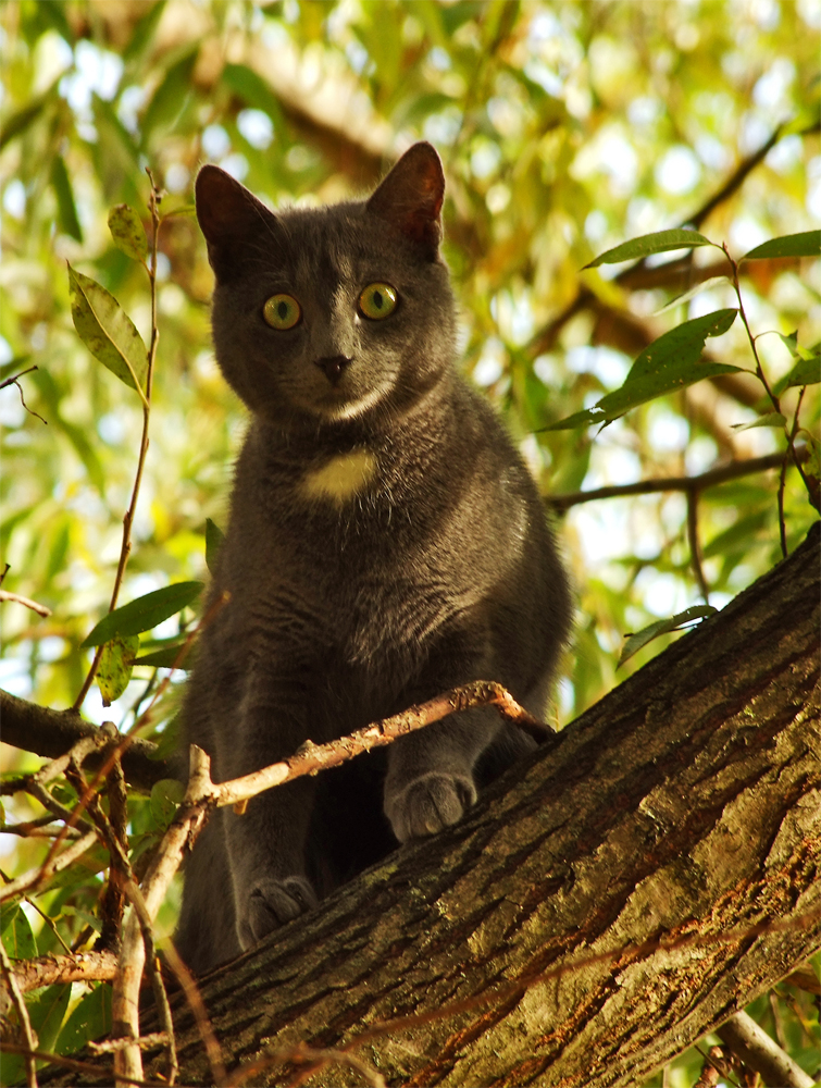 Багира в городских джунглях