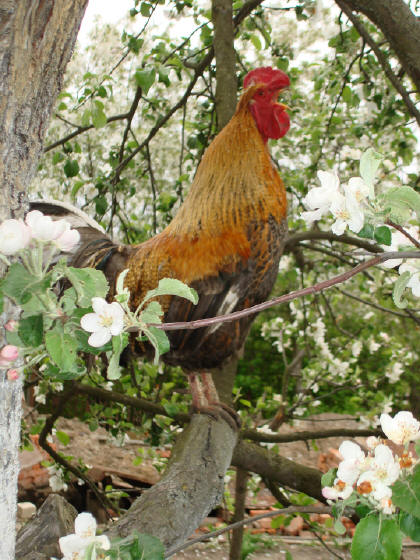 "Петушок-золотой гребешок"