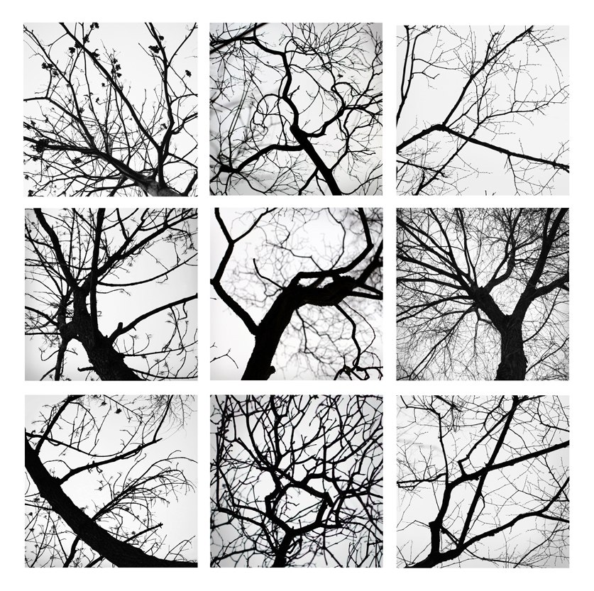 Серия "Древографика"