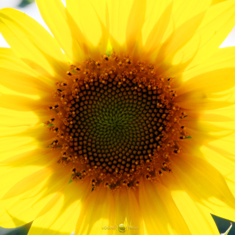 Сурья Янтра