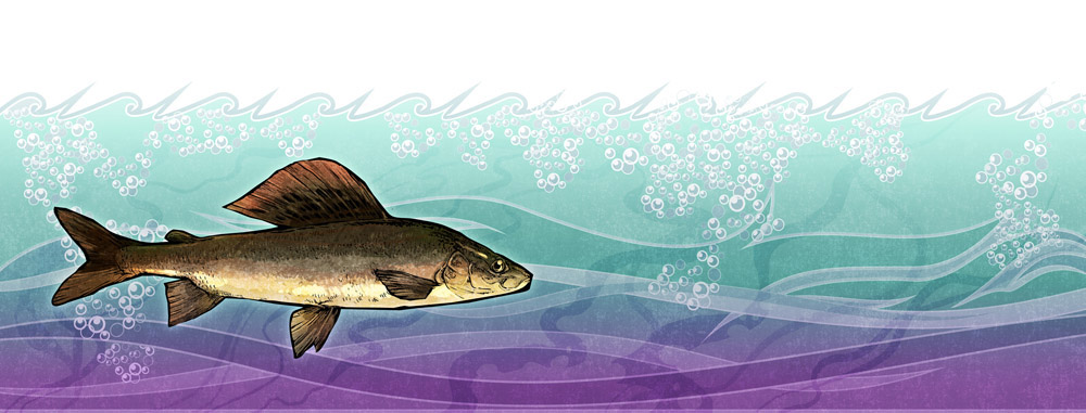 иллюстрации к статье о летней рыбалке в Forbes [Style]