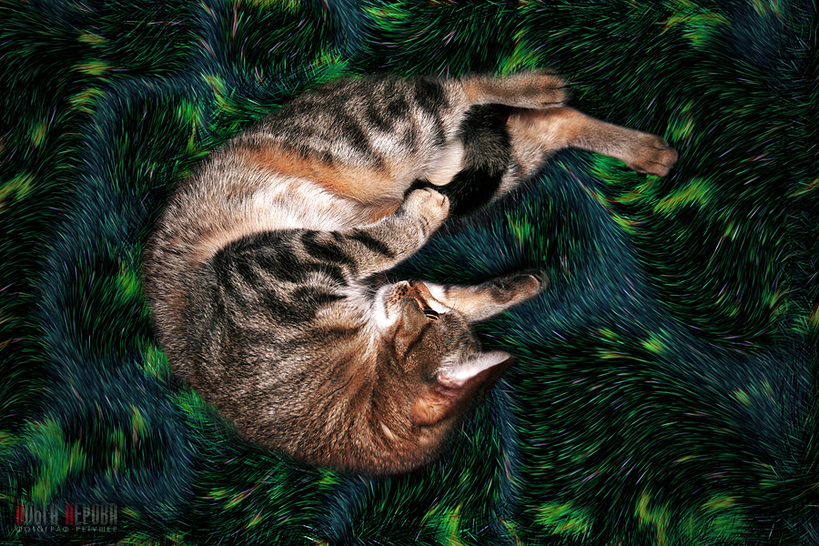 Меховые прелести