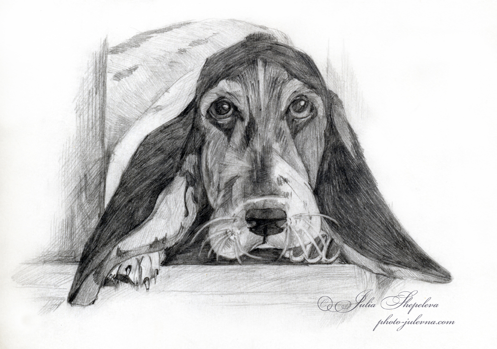 Щенок бассета