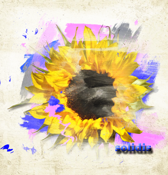 Подсолнух из своего сада