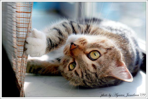 прикрепленный файл