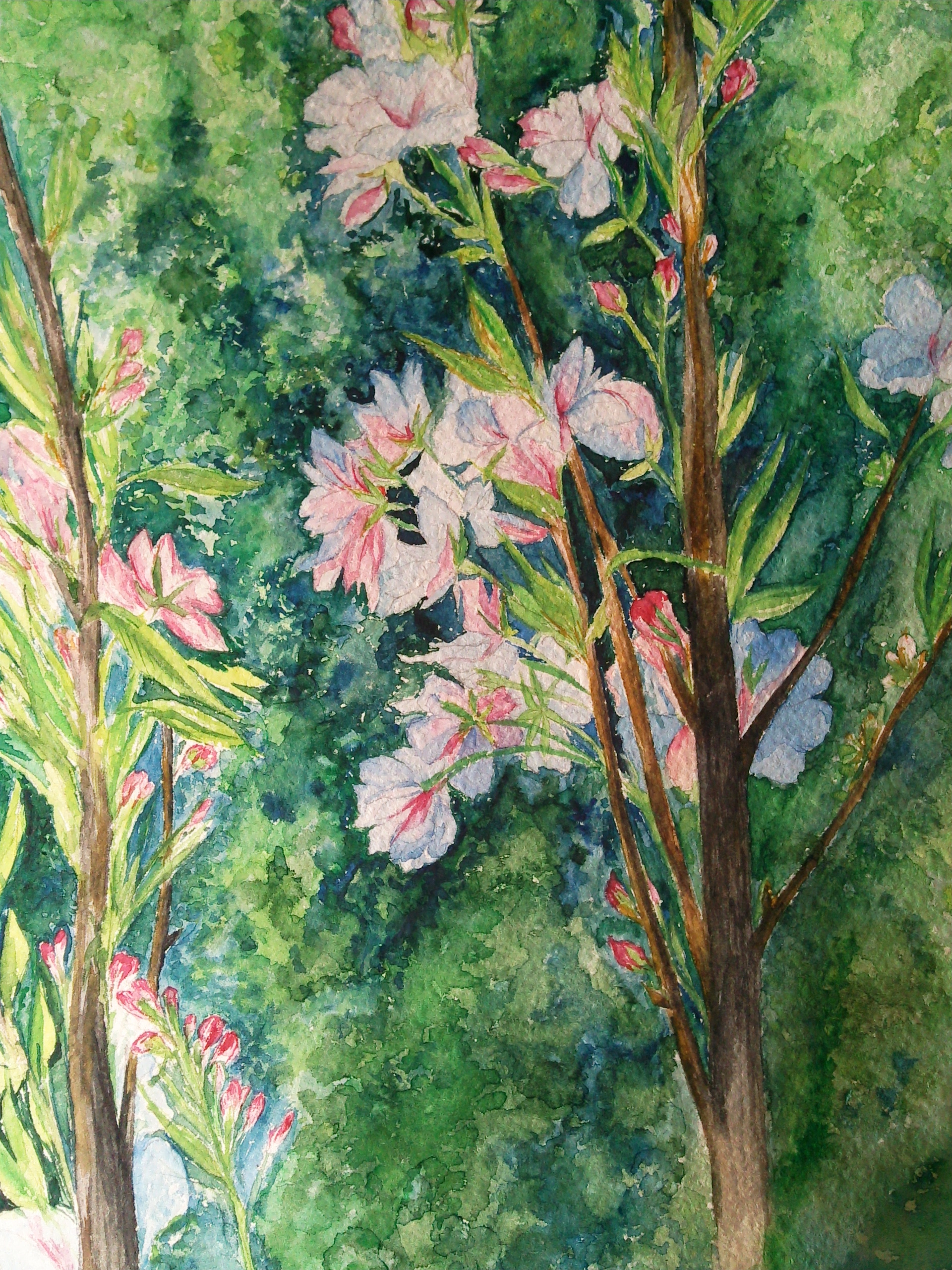 Яблони в цвету