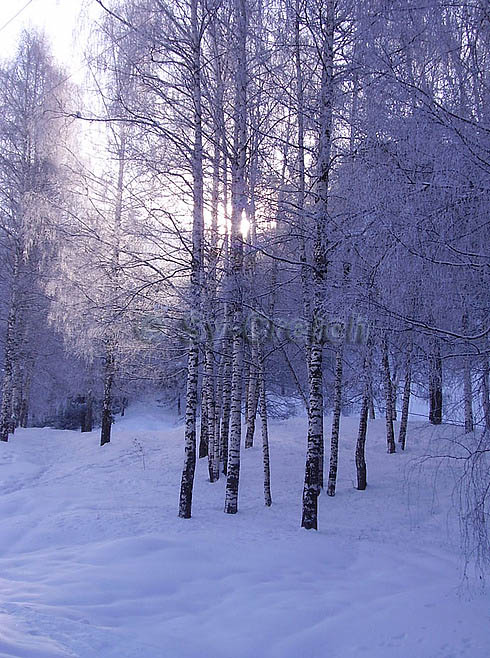 Березы в снегу