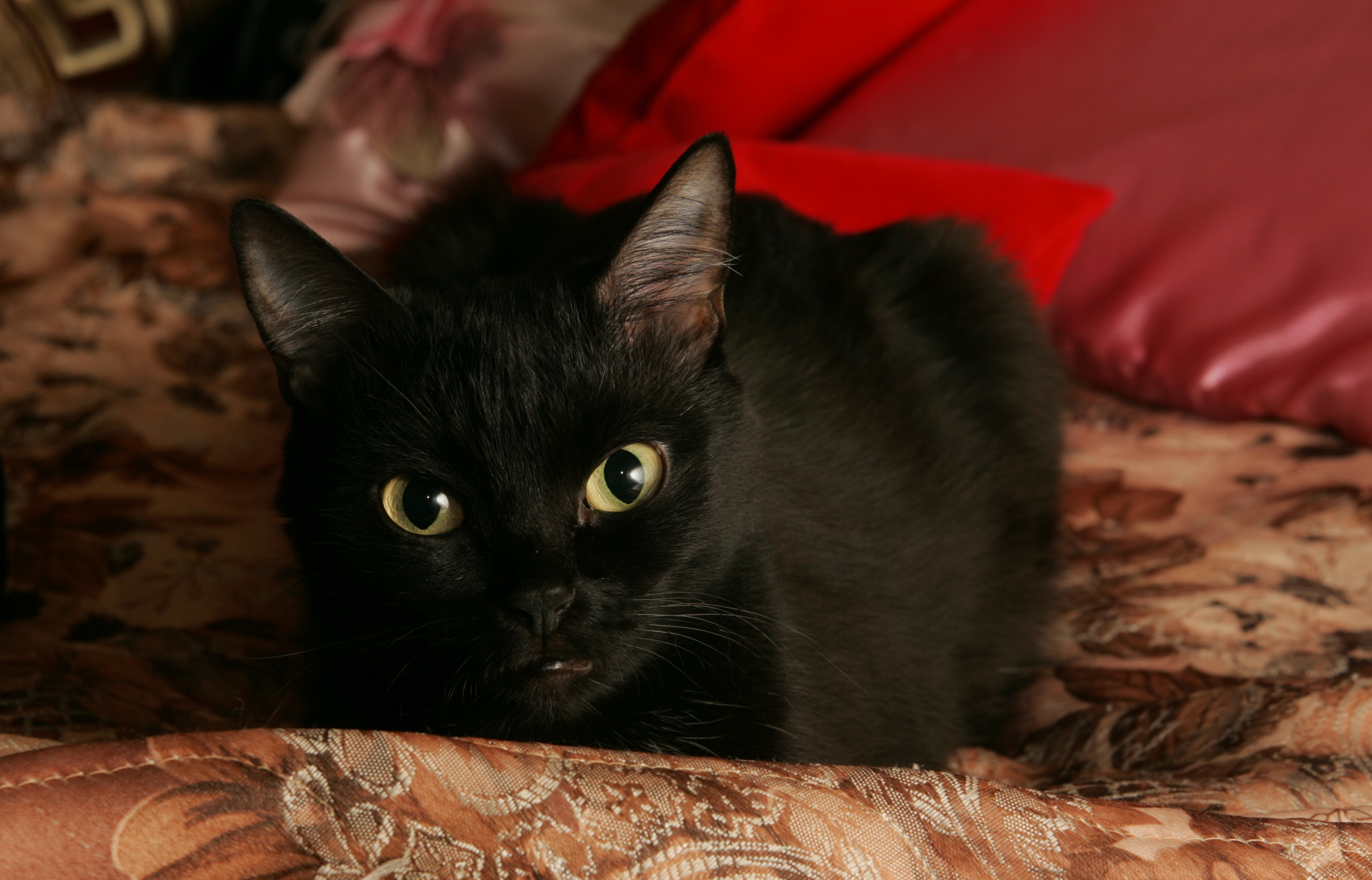 Кошачий гламур