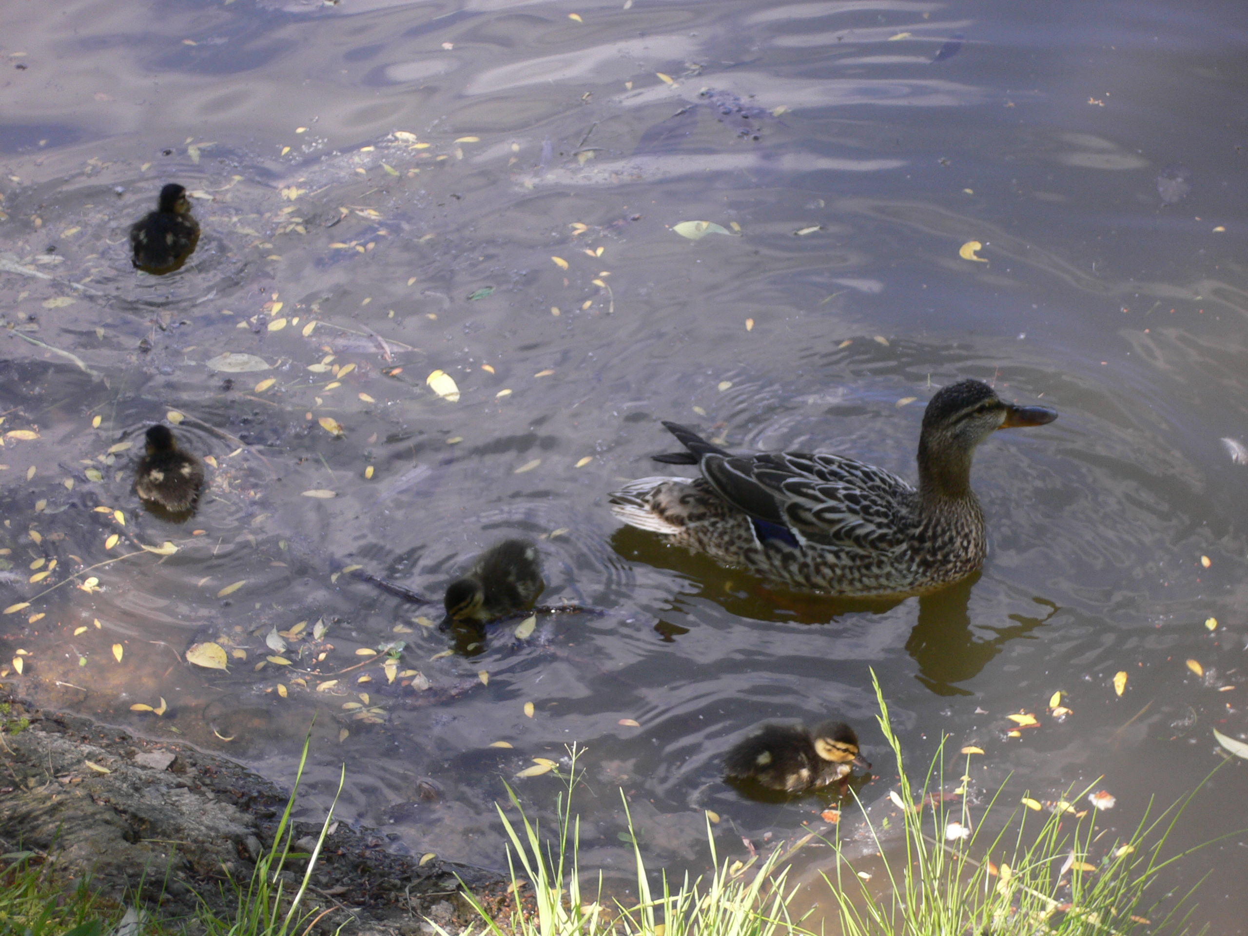 Утки наступают
