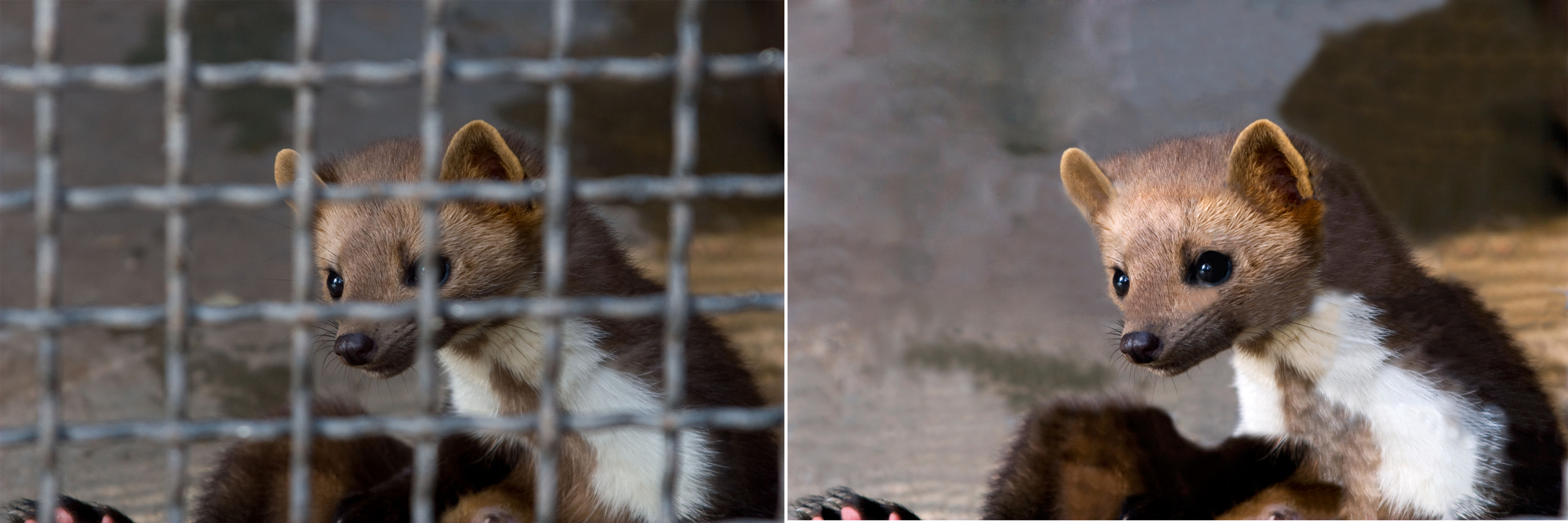 Хороший зверек ))