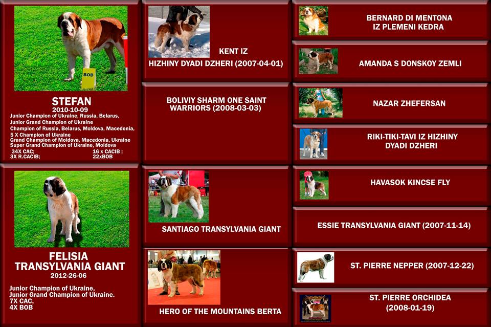 Родословная для собак