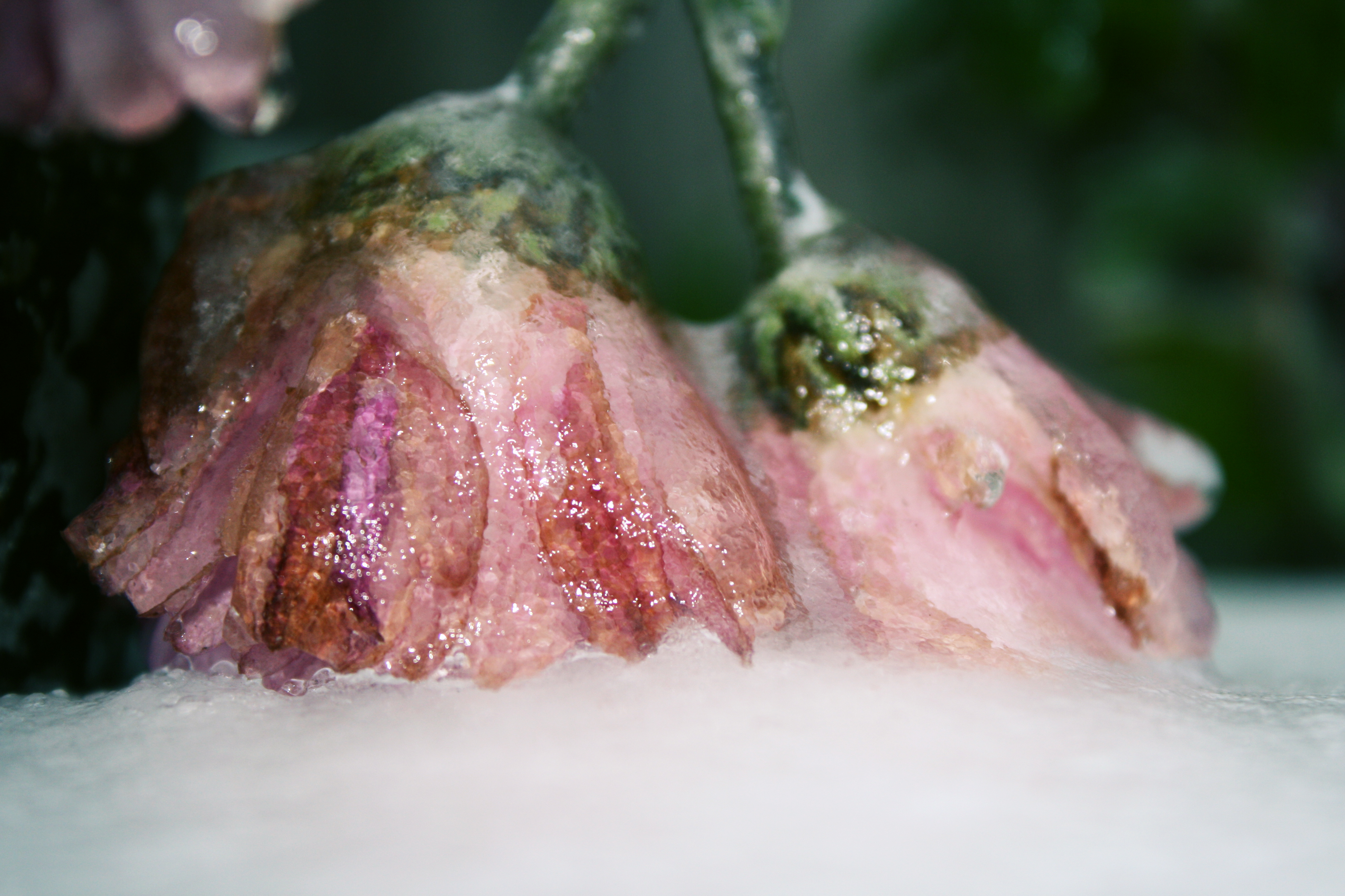 Замерзшие цветы