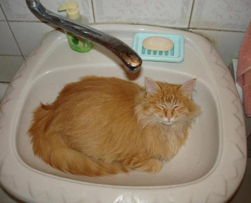 "Некому спинку потереть"