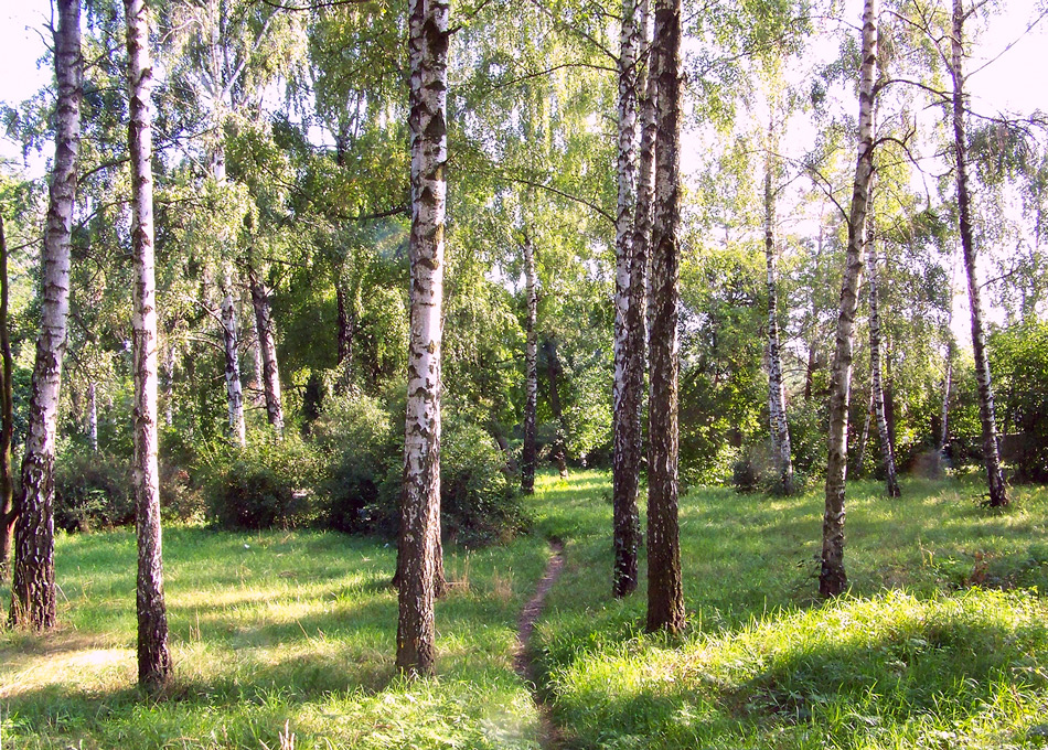 Дендропарк "Олександрія" - Березовий гайок