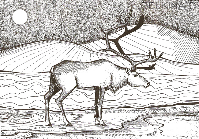 Олень в ночи