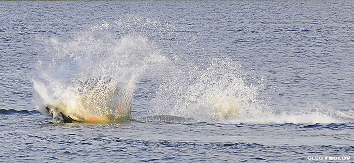 прикрепленный файл