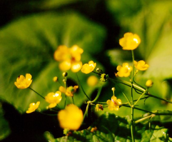 Желтые фонарики