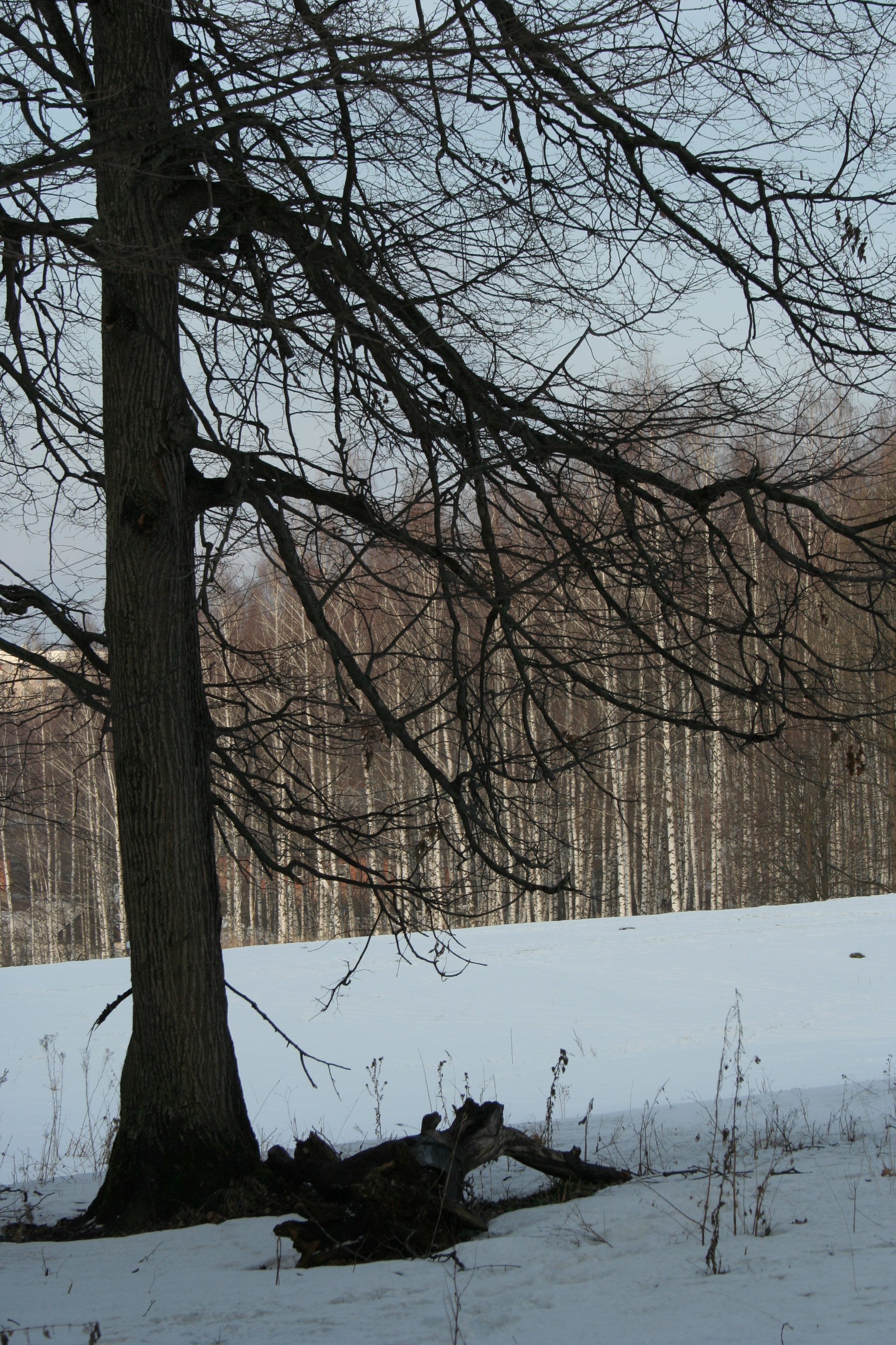 поляна зимой