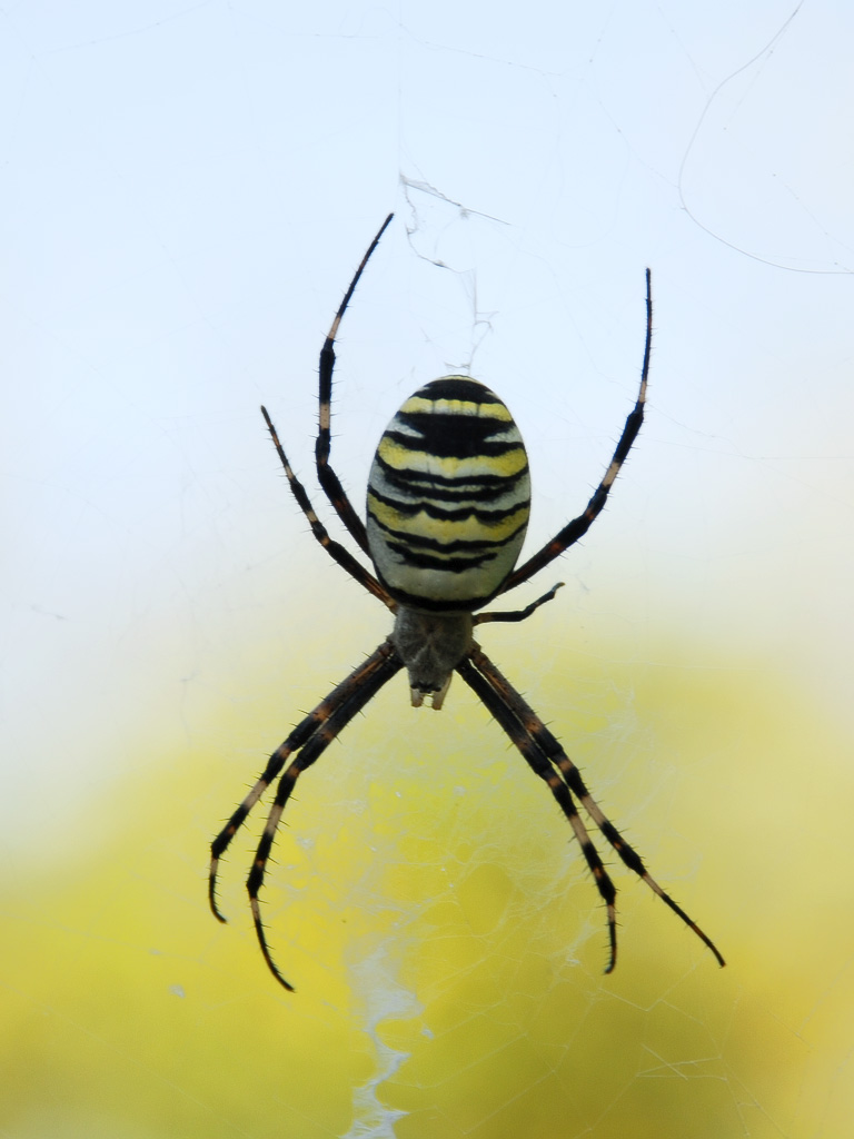 Космічний прибулець