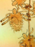 Тренинг "Микромир"