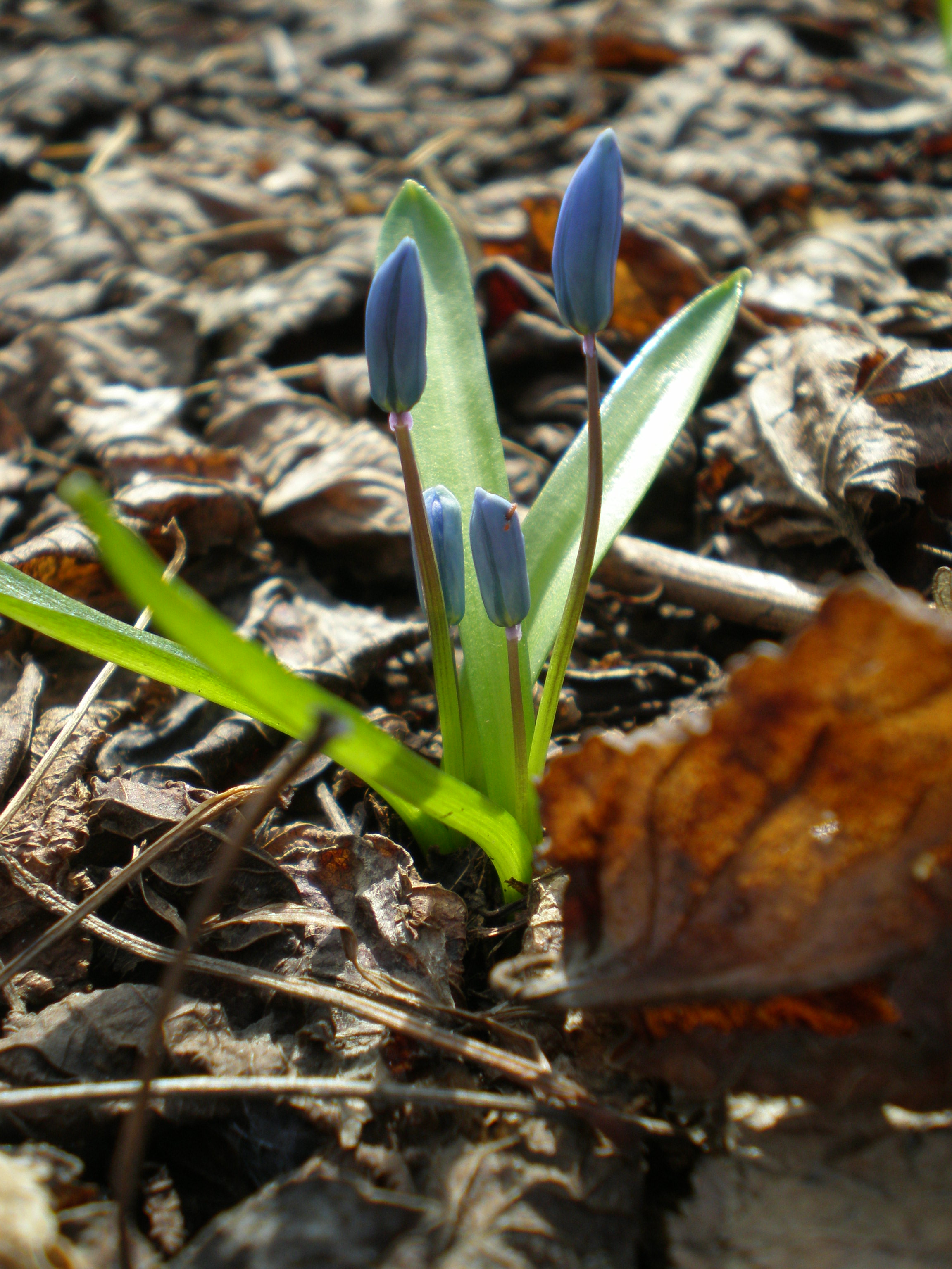 первые цветы